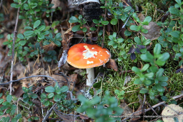 Visit Sweden Picking Mushrooms