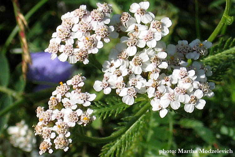 Achillea millefolium, Yarrow,Soldier's woundwort, Wiesen-Schafgarbe, Gewoon duizendblad, Röllika