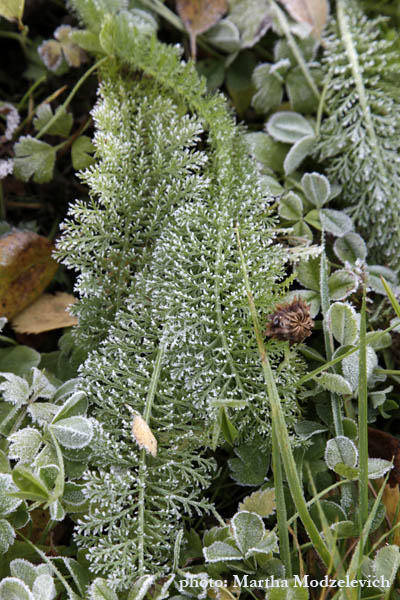 Achillea millefolium, Yarrow,Soldier's woundwort, Wiesen-Schafgarbe, Gewoon duizendblad, Röllika