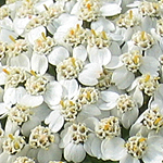 Achillea millefolium - Flowers, Sweden, Flora