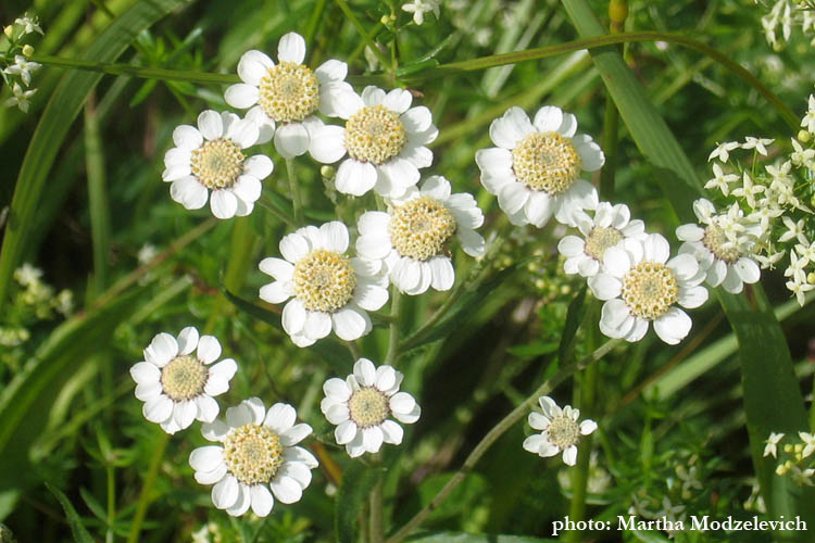 Achillea ptarmica, Nysört, Sumpf-Schafgarbe,  Wilde bertram, Sneezewort