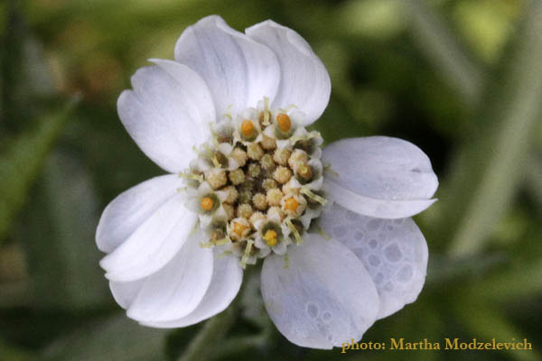 Achillea ptarmica, Nysört, Sumpf-Schafgarbe,  Wilde bertram, Sneezewort