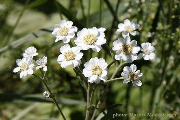 Flora of Sweden online, Native plants, Zweden