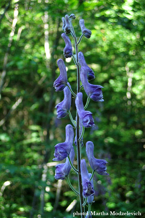 Aconitum lycoctonum, Northern Wolf's-bane, Gelber Eisenhut, Nordisk stormhatt