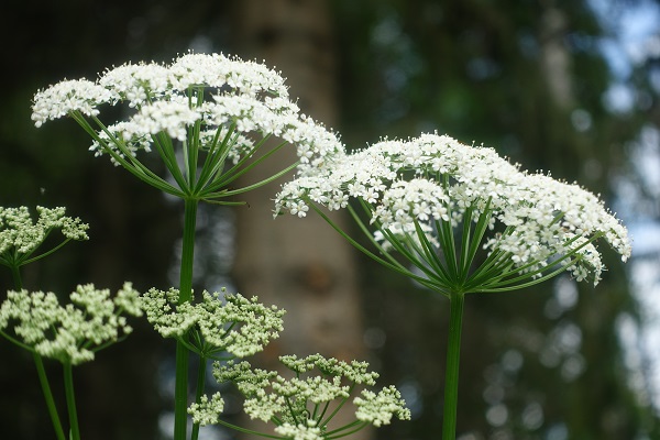 Sweden Flowers, Aegopodium podagraria, Kirskål, Giersch, Zevenblad, Ground elder