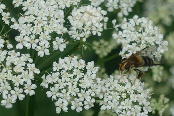 Aegopodium podagraria, Kirskål, Giersch, Zevenblad, Ground elder