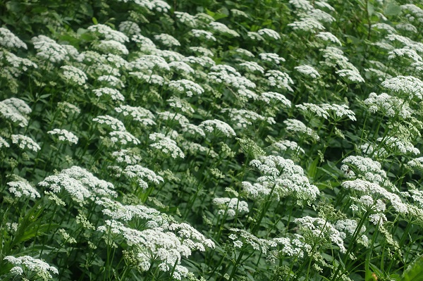 Flowers in Sweden, Wildflowers, Nature