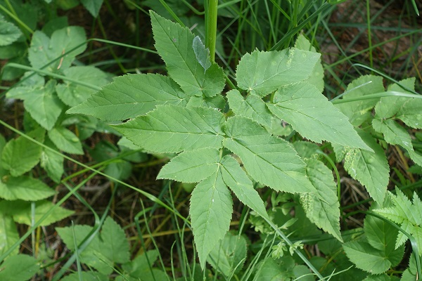 Aegopodium podagraria, Kirskål, Giersch, Zevenblad, Ground elder, Herb Gerard, Bishop's weed, Goutweed, Snow-in-the-mountain