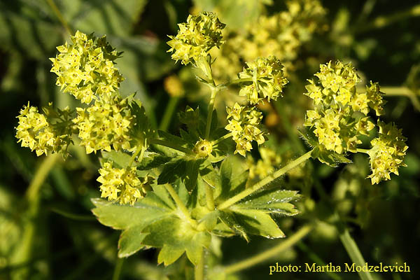 AFlora of Sweden online, Native plants, Schweden