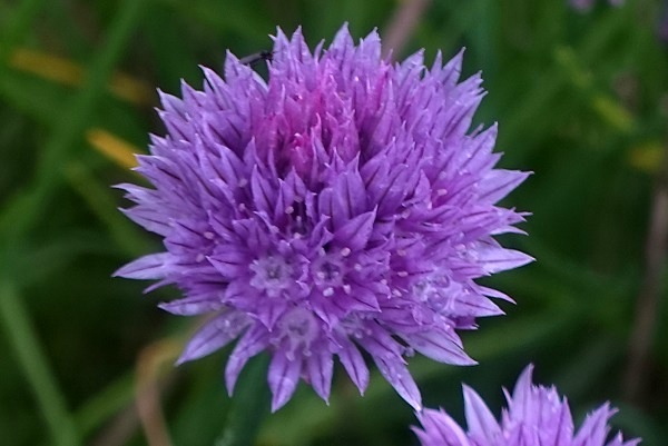 Flowers in Sweden, Wildflowers, Nature