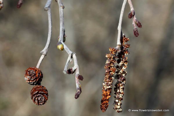 Vilda blommor i Sverige