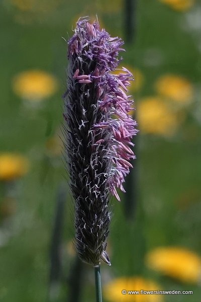 Alopecurus pratensis, Ängskavle, vanlig ängskavle, fjällkavle, Wiesen-Fuchsschwanzgras, Grote vossenstaart, Meadow Foxtail