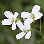 Arabis alpina - Flowers, Sweden, Flora