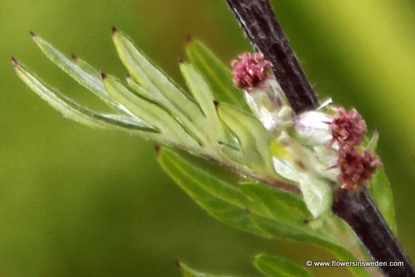 Artemisia vulgaris, Gråbo, Beifuß, Gemeiner Beifuß, Gewöhnliche Beifuß, Bijvoet, Mugwort, Common wormwood