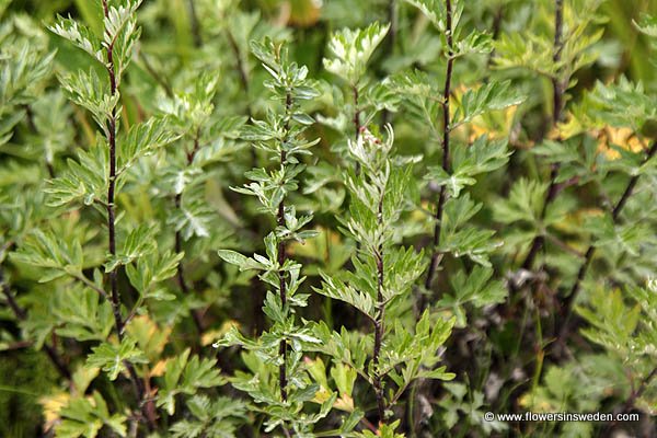 Artemisia vulgaris, Gråbo, Beifuß, Gemeiner Beifuß, Gewöhnliche Beifuß, Bijvoet, Mugwort, Common wormwood