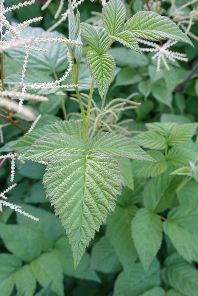 Aruncus dioicus, Plymspirea, Wald-Geißbart, Geitenbaard, Goat's beard, Buck's-beard, Bride's feathers