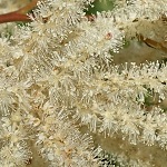 Aruncus dioicus - Flowers, Sweden, Flora