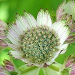Arabis alpina - Flowers, Sweden, Flora