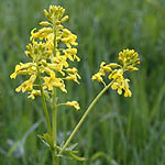 Barbarea vulgaris - Flowers of Sweden