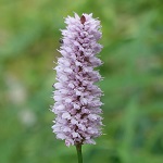 Bistorta officinalis - Flowers of Sweden