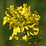 Bunias orientalis - Flowers of Sweden