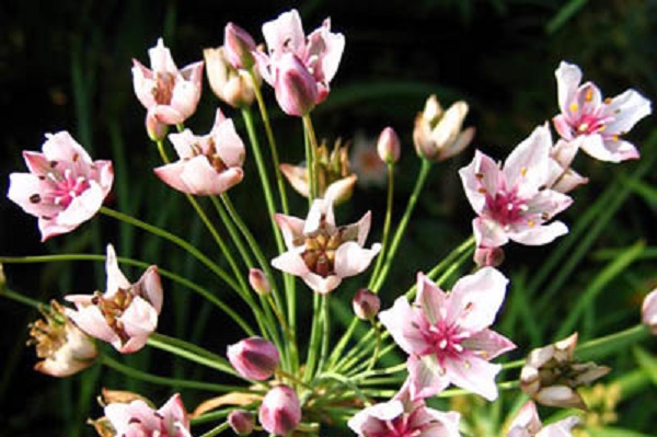 Butomus umbellatus, Blomvass, Schwanenblume, Zwanenbloem, Flowering Rush