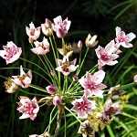 Butomus umbellatus - Flowers of Sweden
