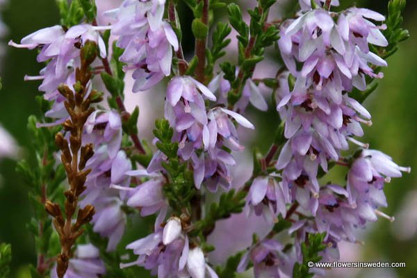 Calluna vulgaris, Erica vulgaris , Ljung, höstljung, Besen-Heide,Struikhei, Heather