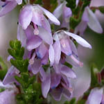 Calluna vulgaris - Flowers of Sweden