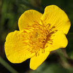 Caltha palustris - Flowers of Sweden