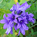 Campanula glomerata - Flowers of Sweden