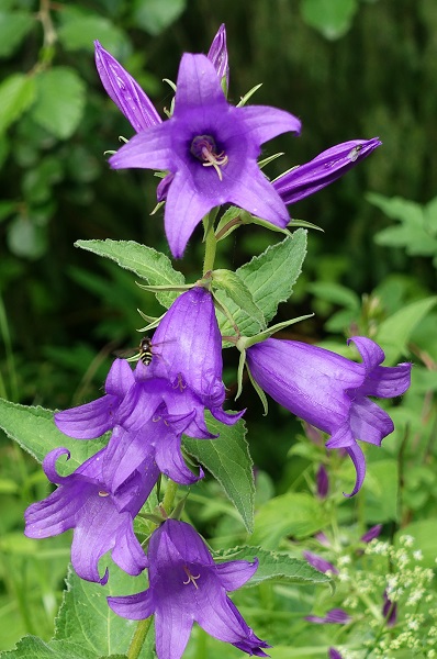 Campanula latifolia, Hässleklocka, Breitblättrige Glockenblume, Breed klokje, Giant bellflower, Large campanula, Wide-leaved bellflower