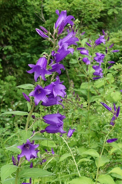 Flowers in Sweden, Wildflowers, Campanula latifolia, Hässleklocka, Breitblättrige Glockenblume, Breed klokje, Giant bellflower, Large campanula, Wide-leaved bellflower