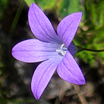 Campanula patula - Flowers of Sweden
