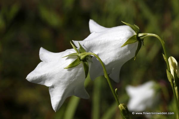 Campanula persicifolia, Stor blåklocka, storklocka, Pfirsichblättrige Glockenblume, Prachtklokje, Perzikbladklokje, Peach-leaved Bellflower