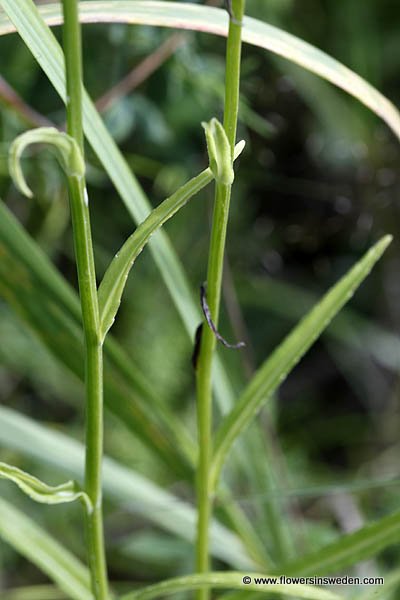 Wilde Planten in Zweden