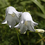 Campanula persicifolia - Flowers of Sweden