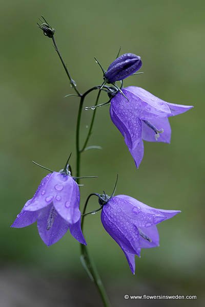 Flowers of Sweden, Wildflowers