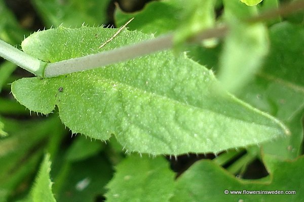 Capsella bursa-pastoris, Lomme, Gewöhnliches Hirtentäschel, Herderstasje, Sheperd's Purse, Mother's heart