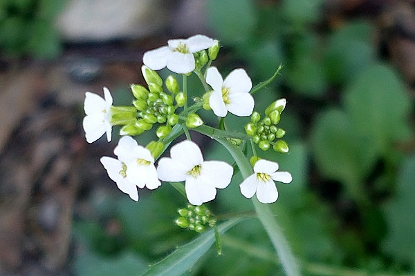 Flowers in Sweden, Wildflowers, Nature