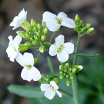 Cardaminopsis arenosa - Flowers of Sweden