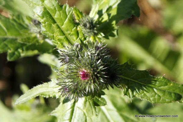 Sweden, Nature, Travel, Wild Flowers