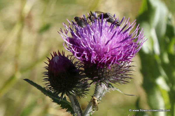 Zweden, Reizen, Natuur, Bloemen