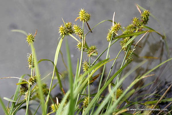 Vilda blommor i Sverige