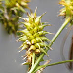 Carex flava - Flowers of Sweden