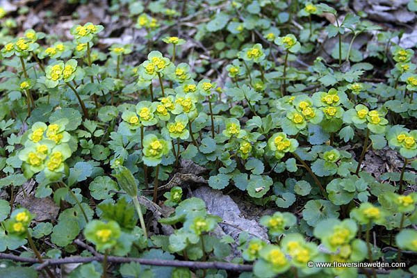 Sweden, Botany, Nature