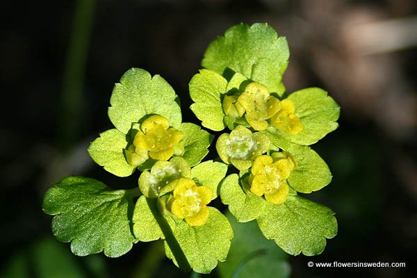 Chrysosplenium alternifolium, Gullpudra, Vanlig gullpudra, Wechselblättriges Milzkraut, Verspreidbladig goudveil, Alternate-leaved Golden-Saxifraga