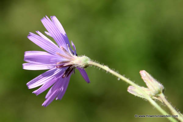 Pictures of Sweden Wildflowers