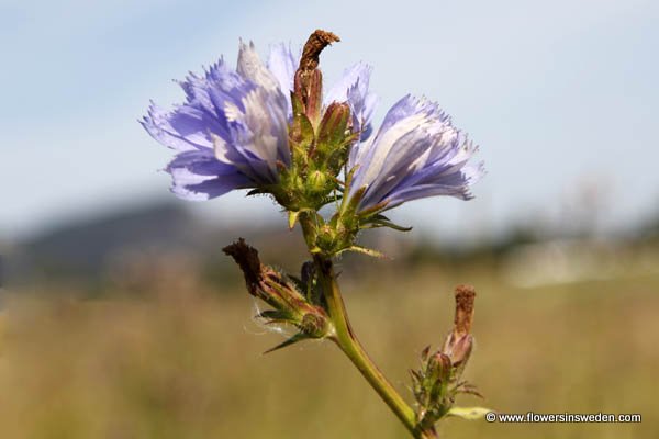 Sweden Wildflowers and Native Plants 