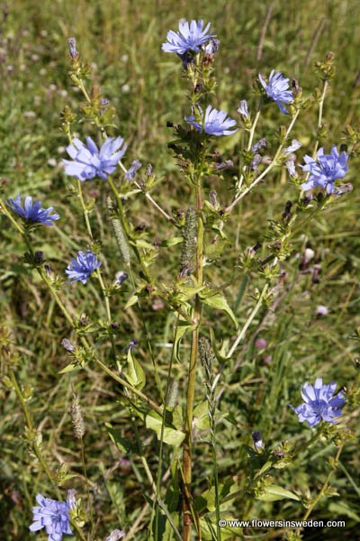 Cichorium intybus,  Cikoria, vägvårda, Wegwarte, Wilde cichorei, Chickory